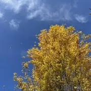 り