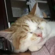 ちびた