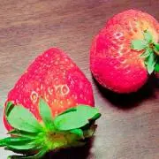 なかちゃんの画像