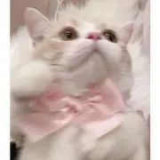 yの画像