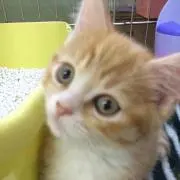きゃん