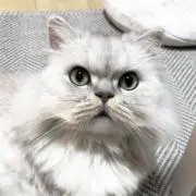 毛まみれの画像