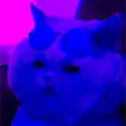 猫の画像