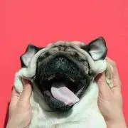 らの画像
