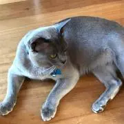 わちゃの画像