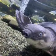 うめぼしの画像