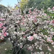 ななみの画像