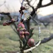 mytanの画像