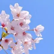 かなえ