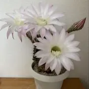 ミーカ