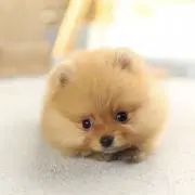 ごえもん