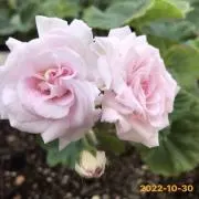 Y-EIの画像