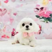 はにはに