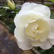 ローズヒップ