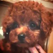 ぺこふく