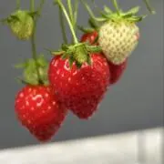 アニーの画像