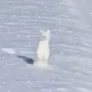 音子の画像