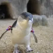 ハルオネの画像