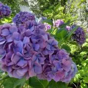 ★２日以内発送★あじさい