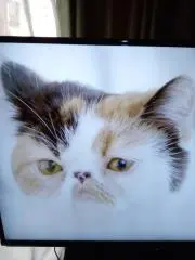 たけしくんの画像