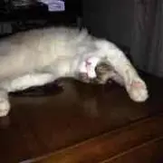 ねこまんま