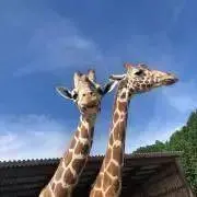黒王の画像