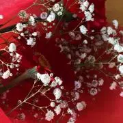 ココの画像