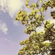 たらこの画像