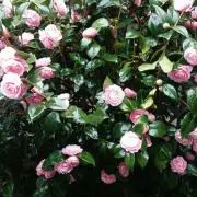 葵の画像