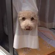 しばっち