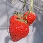 まあやんの画像