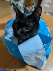 アオの画像