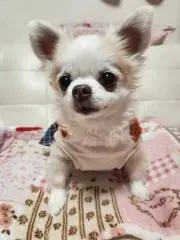 さんななの画像