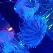 vの画像