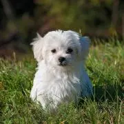 caxi