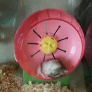 naga-ru