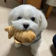 かおの画像