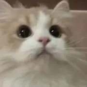 ゆゆの画像