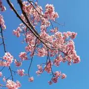 ゆゆの画像