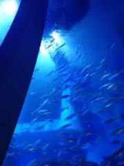 miiikuuuの画像
