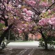 さくらの画像