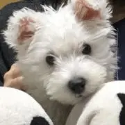 パルパル