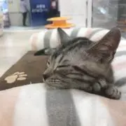 りゃの画像
