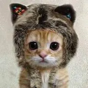 ナニワの王様の画像