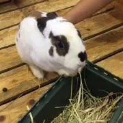 apの画像