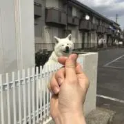 フアンフアン