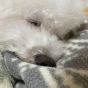 ぽぽの画像