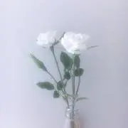 ましろ。の画像