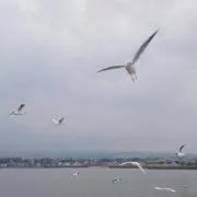 みだうい