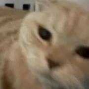 kuaの画像